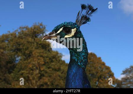 Männlicher Pfauz, Pfau Stockfoto