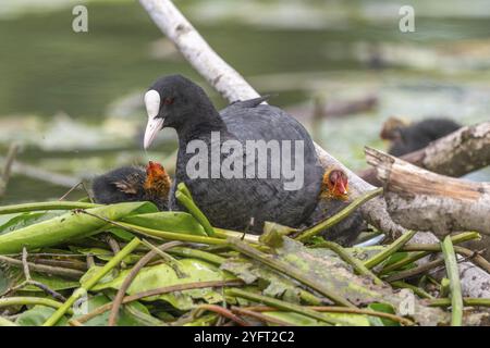 Eurasischer Coot (Fulica atra) kommt, um seine Küken zu füttern. Bas Rhin, Elsass, Frankreich, Europa Stockfoto