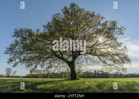 Sonnenstrahlen durchdringen das Laub einer großen Eiche auf einer Frühlingswiese. Frankreich Stockfoto