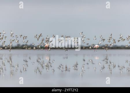 Küstenvögel, Dunlin (Calidris alpina), die im Frühjahr im Vacares-Teich nach Norden wandern. Saintes Maries de la Mer, Parc naturel regional de Camargue, Arles Stockfoto