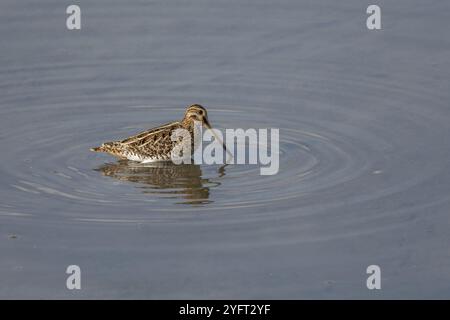 Gewöhnlicher Snipe (Gallinago gallinago) auf der Suche nach Nahrung in einem Sumpfgebiet. BAS-Rhin, Collectivite europeenne d'Alsace, Grand Est, Frankreich, Europa Stockfoto