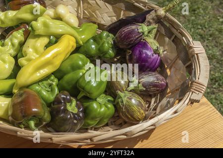 Bio-Paprika und Auberginen zum Verkauf auf einem Landmarkt. Frankreich Stockfoto