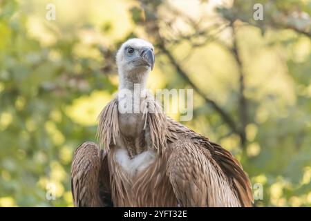 Gyps fulvus (Gyps fulvus), der auf dem Boden gefunden wurde, nachdem er sein Nest zum ersten Mal verlassen hatte. Cevennen, Frankreich, Europa Stockfoto