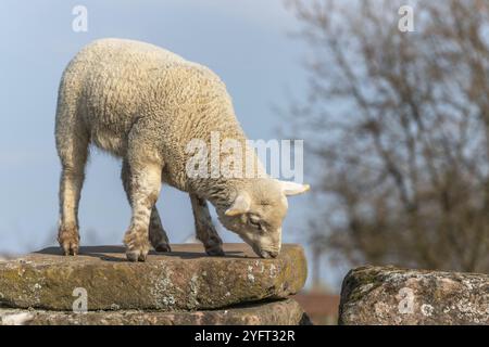 Lamm, das auf einem Stein auf einem Bauernhof steht. Frankreich Stockfoto