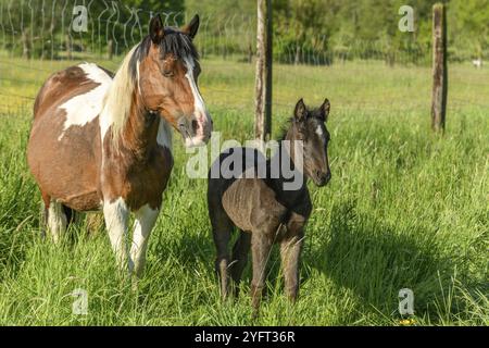 Irisches Cob-Pferd im Frühling auf einer Weide Stockfoto