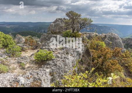 Die Stadt der Steine, im Grands Causses Regional Natural Park, als Naturstätte mit Dourbie Gorges am Boden. Aveyron, Cevennen, Frankreich, Europa Stockfoto