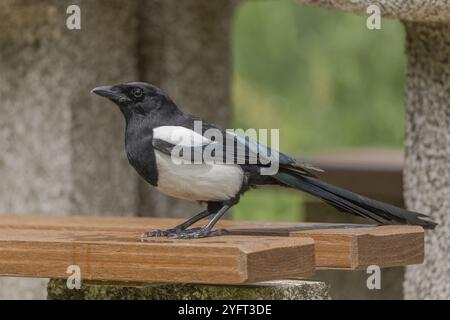 Eurasische Elster (Pica pica) auf der Suche nach Essensresten, die auf einem Autobahnrastplatz hinterlassen wurden. Frankreich Stockfoto