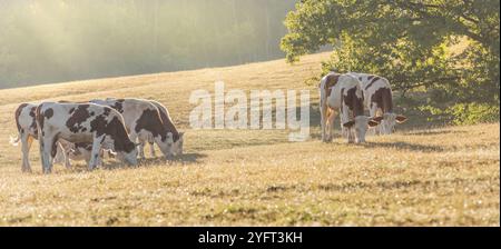 Herde von Montbeliarde-Kühen auf einer Weide. Banner. Doubs, Frankreich, Europa Stockfoto