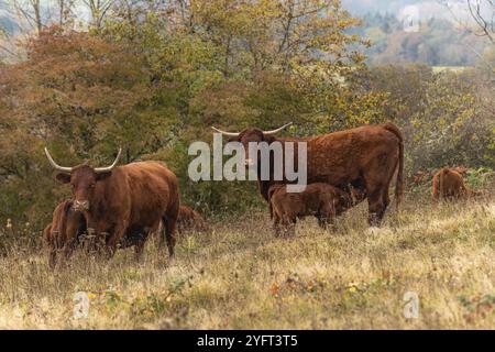 Salers Kuh säugt ihr Kalb auf einer Weide. Elsass, Frankreich, Europa Stockfoto