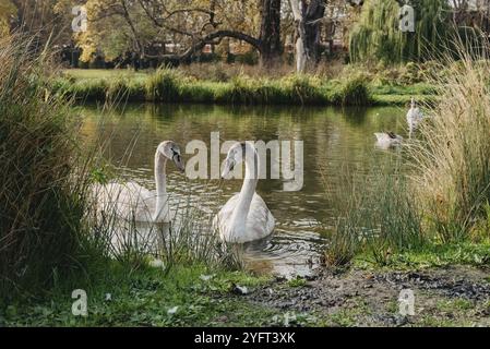 Zwei weiße Schwanenpaare, die sich lieben. Wilder Schwan (Cygnus olor) schwimmt im Winter auf einem Teich, die Tierwelt der Tschechischen Republik in Europa Stockfoto