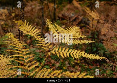 Herbstliche Farben entlang der Wälder des Llugwy-Tals bei Betws-Y-Coed Stockfoto