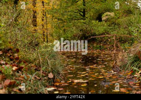 Herbstliche Farben entlang der Wälder des Llugwy-Tals bei Betws-Y-Coed Stockfoto