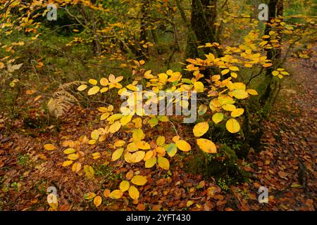 Herbstliche Farben entlang der Wälder des Llugwy-Tals bei Betws-Y-Coed Stockfoto