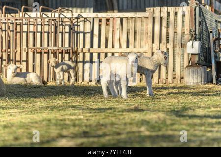 Lamm und Schafe in einem Schafstall und eine Weide in Ein Dorf im Winter Stockfoto