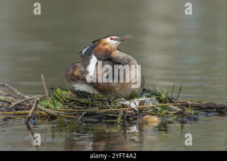 Großkäppchen (Podiceps cristatus) auf seinem Nest mit zwei Eiern. BAS-Rhin, Collectivite europeenne d'Alsace, Grand Est, Frankreich, Europa Stockfoto