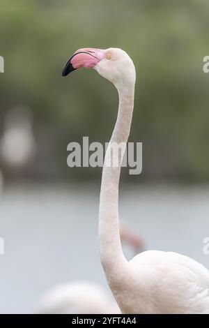 Großflamingo (Phoenicopterus roseus) im Frühling in einem Sumpf. Saintes Maries de la Mer, Parc naturel regional de Camargue, Arles, Bouches du Stockfoto