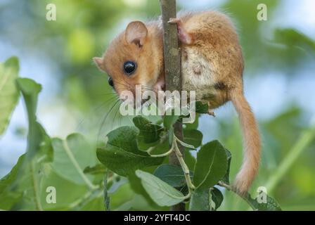 Weiblicher gemeiner Dormaus (Muscardinus avellanarius) auf einem Ast in buschiger Vegetation. Elsass, Frankreich, Europa Stockfoto