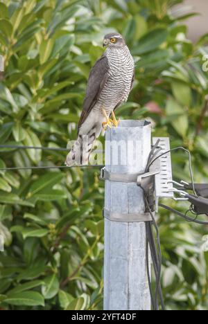 Junger eurasischer Sparschwein (Accipiter nisus) weiblich auf einem Strommast in einem Dorf. Elsass, Frankreich, Europa Stockfoto