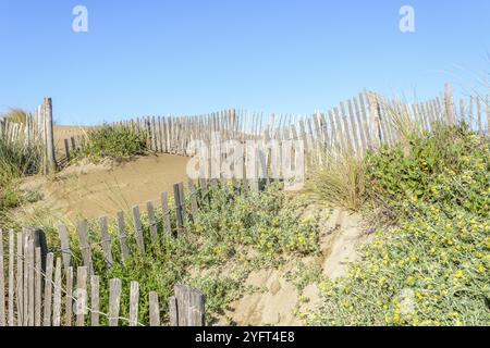 Schutz der Sanddünen in der Camargue, Espiguette Beach. Le Grau du ROI, Provence-Alpes-Cote d'Azur, Frankreich, Europa Stockfoto