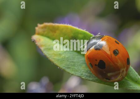 Siebenfleckiger Marienkäfer (Coccinella septempunctata), der auf einem Blatt ruht. BAS-Rhin, Collectivite europeenne d'Alsace, Grand Est, Frankreich, Europa Stockfoto