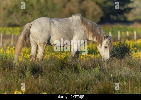 Camargue-Pferd, das in einem Sumpf voller Gelbkippen füttert. Saintes Maries de la Mer, Parc naturel Regional de Camargue, Arles, Bouches du Rhone, Provenc Stockfoto