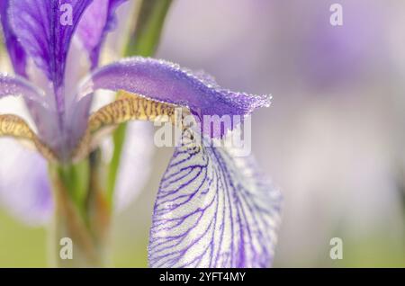Sibirische Iris (Iris sibirica) auf einer Feuchtwiese auf dem Land. Bas-Rhin, Elsass, Grand Est, Frankreich, Europa Stockfoto