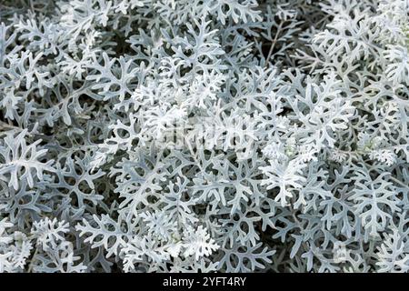 Nahaufnahme des silbergrauen Laubs von Dusty Miller - Senecio cineraria oder Centaurea cineraria L. Stockfoto