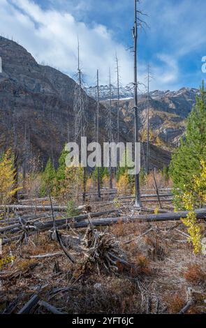 Herbstlicher Blick auf Baumschlangen am Marble Canyon im Kootenay National Park, British Columbia, Kanada Stockfoto