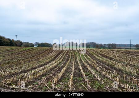 Ernte Mais oder Maisfeld in Cheshire Country UK Stockfoto
