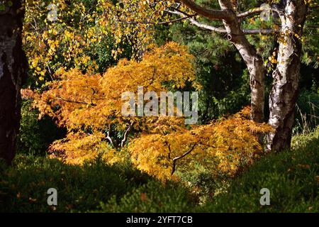 Acer palmatum, allgemein bekannt als japanischer Ahorn im Kurpark Oberlaa Stockfoto