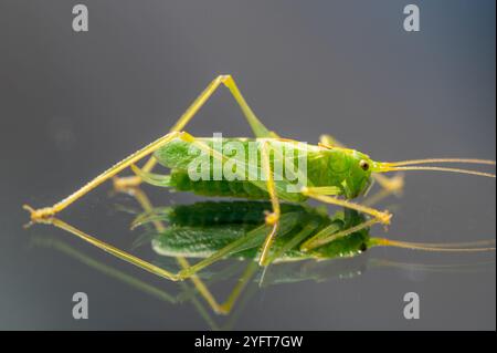 Eine Eichen-Bush-Cricket in einem Garten, Lancashire, Großbritannien. Stockfoto