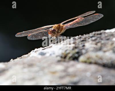 A Common Darter, Chipping, Preston, Lancashire, Großbritannien Stockfoto