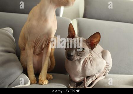 Verärgerte wütende Katze der Sphynx-Rasse auf grauem Hintergrund Nahaufnahme. Interaktion von Katzen unterschiedlichen Alters. Stockfoto