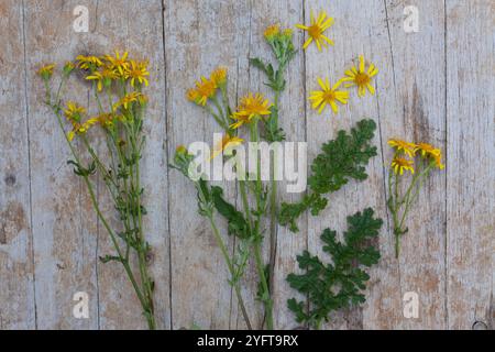 Gewöhnliches Jakobs-Greiskraut, Jakobs-Greiskraut, Jakobsgreiskraut, Jakobs-Kreuzkraut, Jakobskreuzkraut, Jakobskraut, Greiskraut, Cardamine pratensis, J Stockfoto