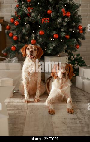 Zwei Bretagne Spaniels sitzen und liegen neben einem geschmückten Weihnachtsbaum mit roten Ornamenten. Stockfoto