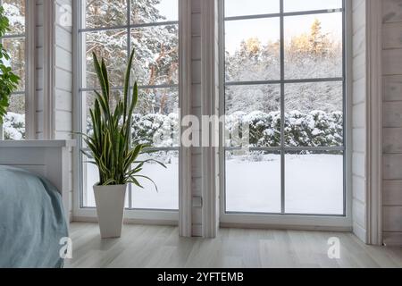 Große tropische Innenpflanze sansevieria durch ein großes Panoramafenster in einem Holzhaus mit Blick auf einen Wintergarten. Schneebedecktes Wetter vor dem Fenster Stockfoto