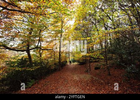 Sneaton Forest, North Yorkshire, Großbritannien. November 2024. Herbstfarben in Sneaton Forest, North Yorkshire. Neil Squires/Alamy Live News Stockfoto