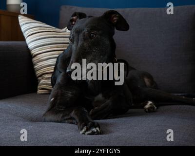 Ex-Rennsport-windhund, schwarzer Hund, der bequem auf dem Sofa liegt Stockfoto