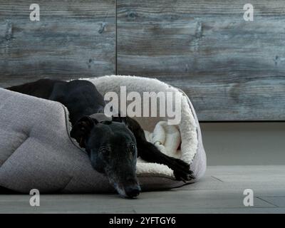 Ex Racing Greyhound Black Dog liegt im Hundebett in der Küche Stockfoto