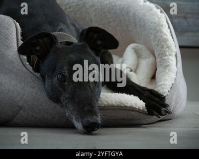 Ex Racing greyhound Nahaufnahme des Gesichts, das in Hundebett liegt Ohren oben Stockfoto