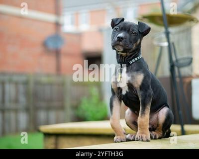 Welpe mit geneigten Beinen, Extremitätendeformität im Garten - schwarzer und brauner Mischhund Stockfoto