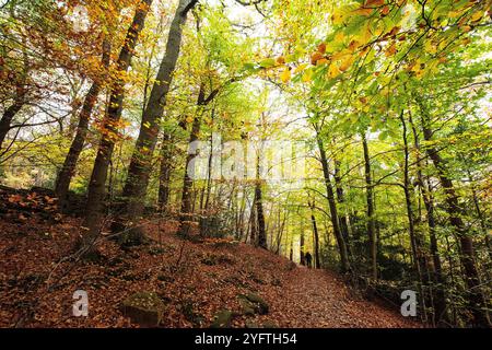 Sneaton Forest, North Yorkshire, Großbritannien. November 2024. Herbstfarben in Sneaton Forest, North Yorkshire. Neil Squires/Alamy Live News Stockfoto