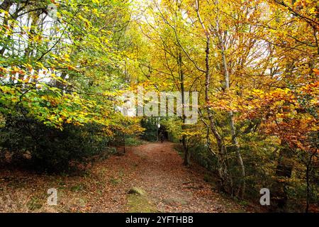 Sneaton Forest, North Yorkshire, Großbritannien. November 2024. Herbstfarben in Sneaton Forest, North Yorkshire. Neil Squires/Alamy Live News Stockfoto