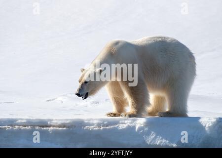 Ausgewachsener Eisbär im unberührten Schnee von Svalbard, einem norwegischen Archipel zwischen dem norwegischen Festland und dem Nordpol Stockfoto