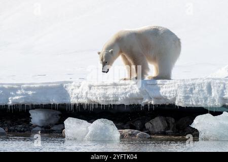 Ausgewachsener Eisbär im unberührten Schnee von Svalbard, einem norwegischen Archipel zwischen dem norwegischen Festland und dem Nordpol Stockfoto