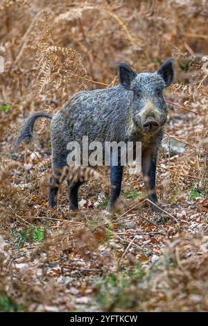 Wildschwein im Forest of Dean Stockfoto