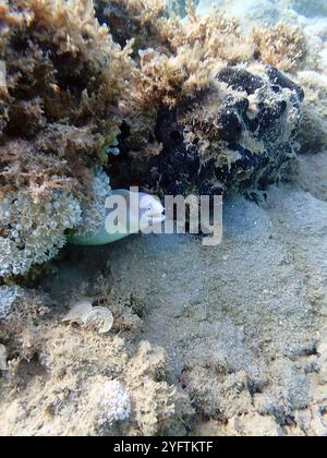 Geometrischer Moray Ael - Gymnothorax griseus Stockfoto