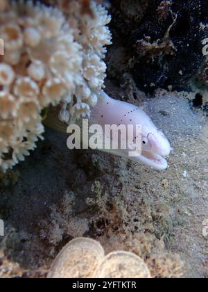 Geometrischer Moray Ael - Gymnothorax griseus Stockfoto