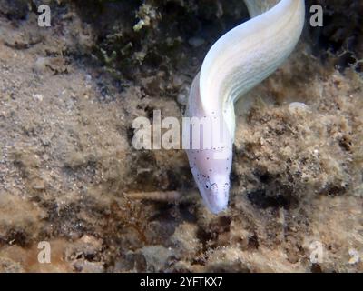 Geometrischer Moray Ael - Gymnothorax griseus Stockfoto