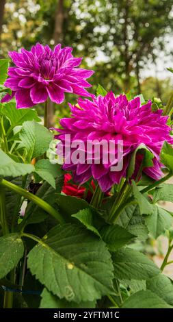 Dahlien sind lebendige, mehrblättrige Blüten, die für ihre auffälligen Farben und einzigartigen Formen bekannt sind. In Mexiko beheimatet. Stockfoto